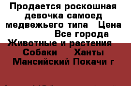 Продается роскошная девочка самоед медвежьего типа › Цена ­ 35 000 - Все города Животные и растения » Собаки   . Ханты-Мансийский,Покачи г.